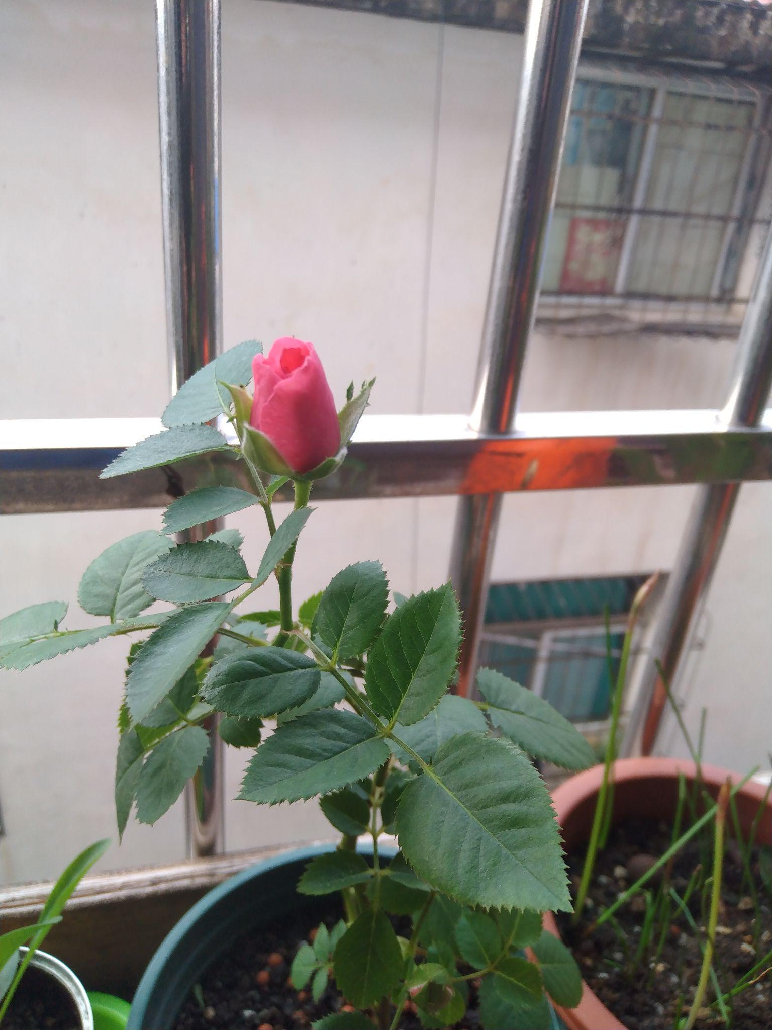 请问这发芽的是玫瑰花吗