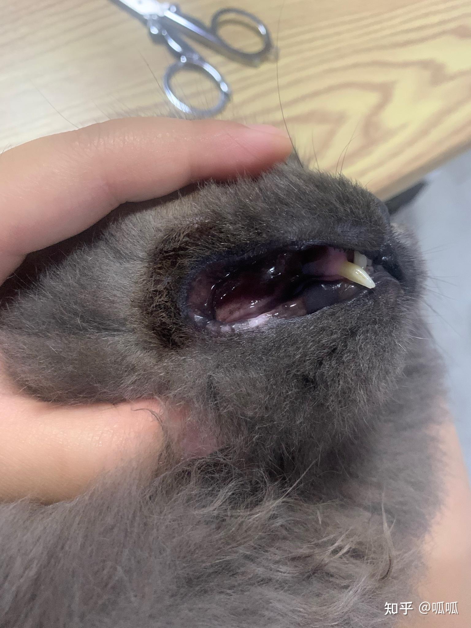 猫咪口唇炎,嘴唇黑下巴 嘴巴周边潮湿结痂发炎如何治疗 - 知乎
