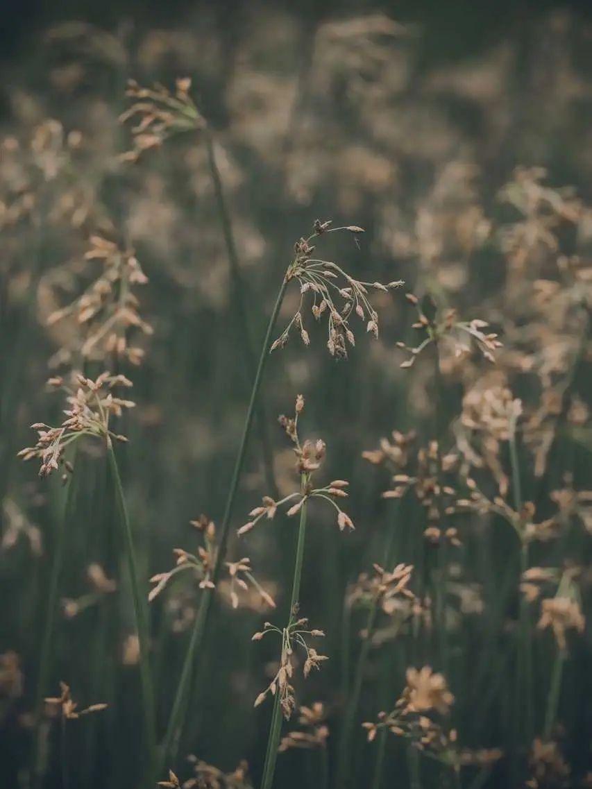 有什么美到极致的绿色壁纸?(绿色壁纸好看卡通动漫)