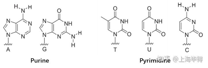 探索碱基化学修饰在核苷类药物拓展中的应用 - 知乎
