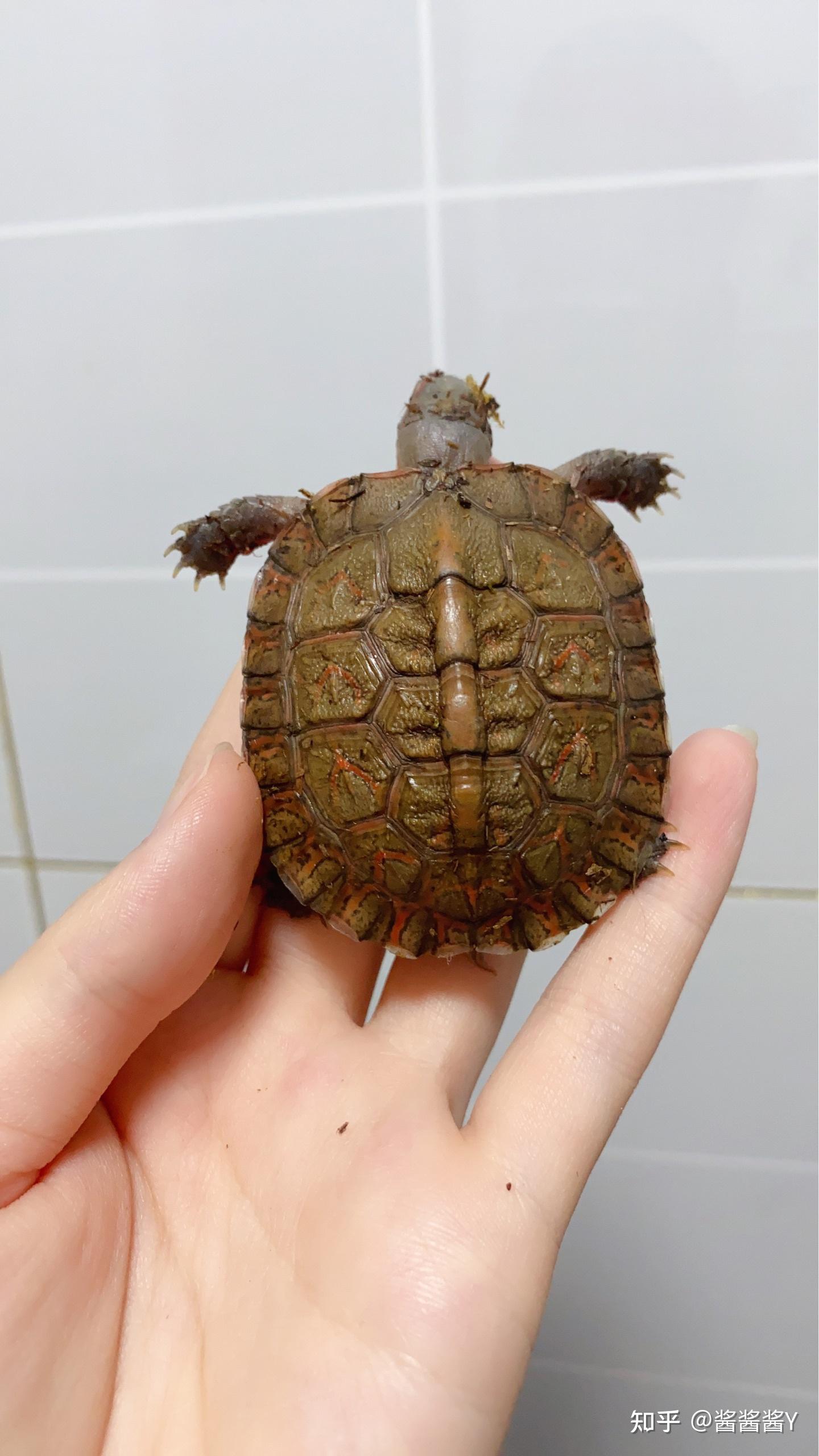 可以看看你们的木纹龟吗