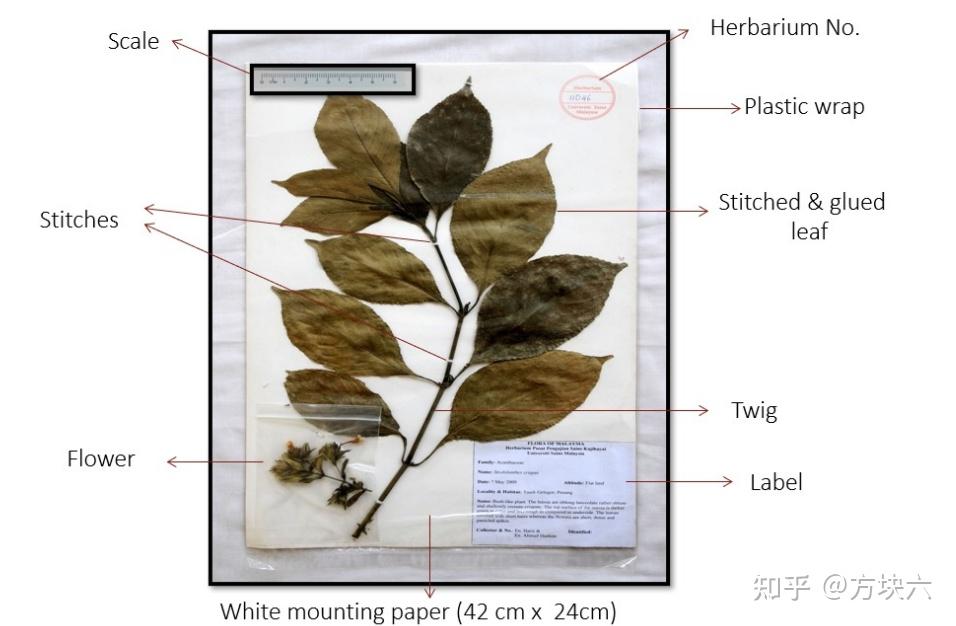 植物标本制作(HERBARIUM PREPARATION PROTOCOL) - 知乎