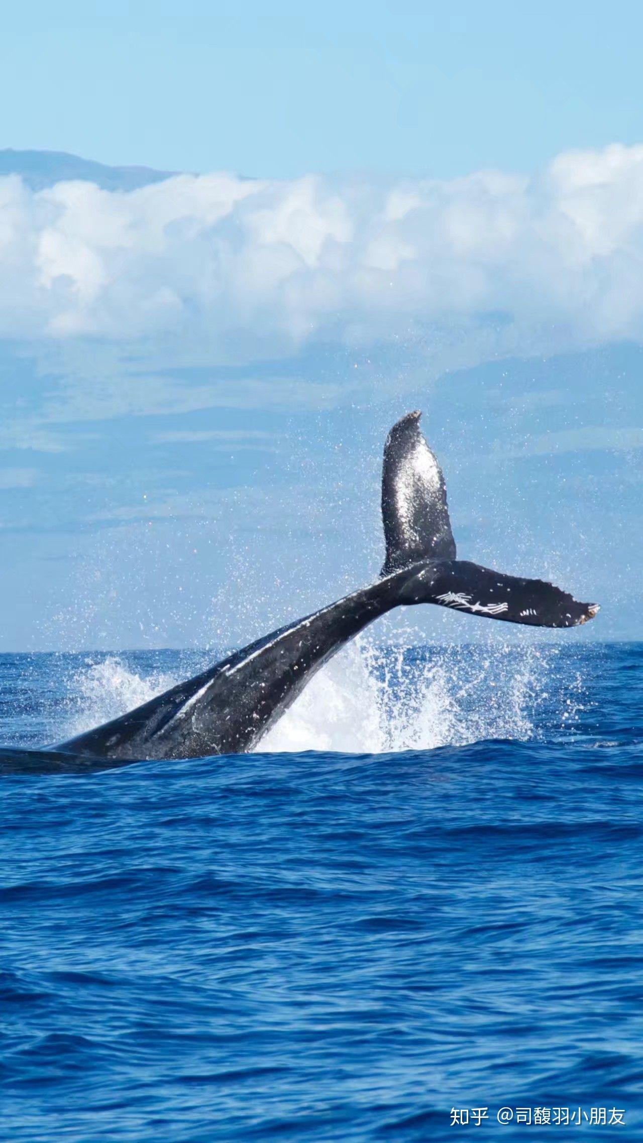 有蓝色鲸鱼的手机壁纸吗?