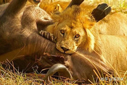 剑齿虎那么长的牙齿怎么捕猎