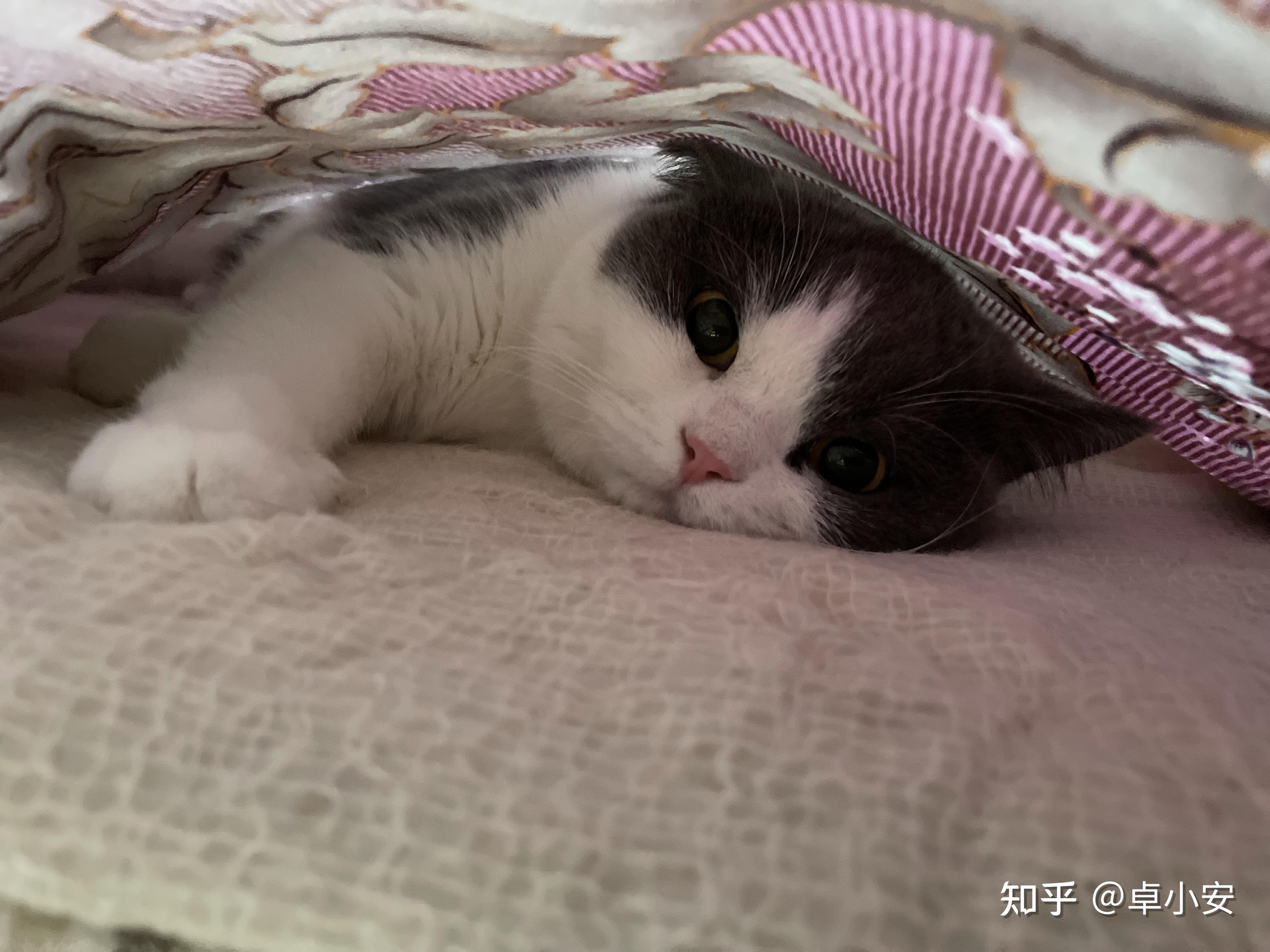 小呀小猫咪知乎宋岱岩图片