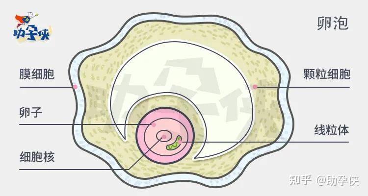 怎么才能知道卵泡好不好呢