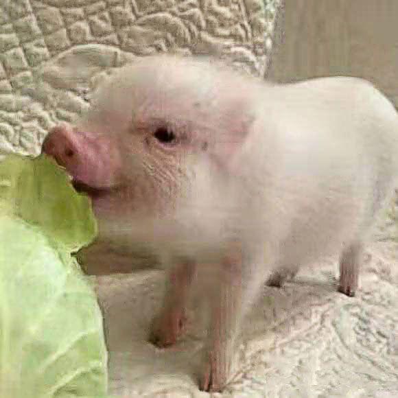 猪和大白菜的情侣头像图片