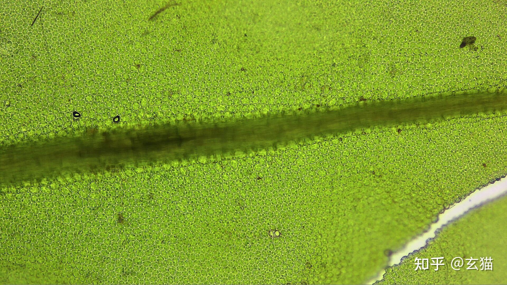 苔藓植物叶片上的深绿色一道是叶脉吗? - 知乎