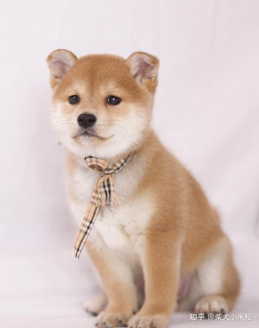 你知道豆柴的价格多少吗？来给大家科普一下- 知乎