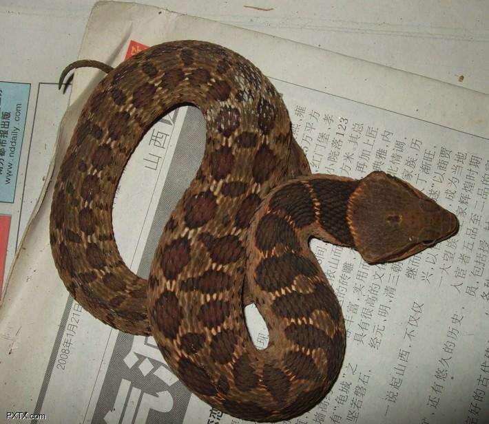 为什么大多数毒蛇是三角头的?