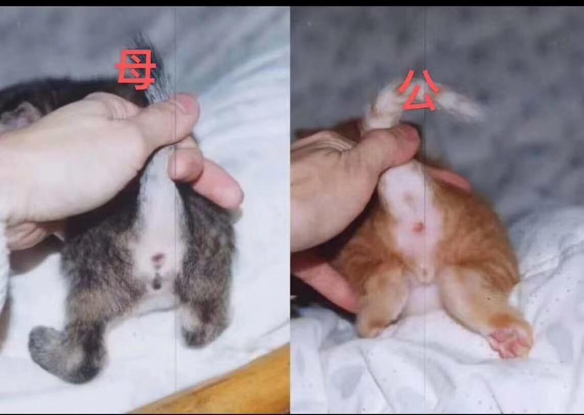 家有两只猫猫,不知道是男的还是女的 [图片] [图片] 显示全部 67