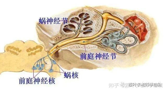 做游戏也能提高孩子的注意力?拍球游戏的6个好处,家长一定要知道! - 知乎