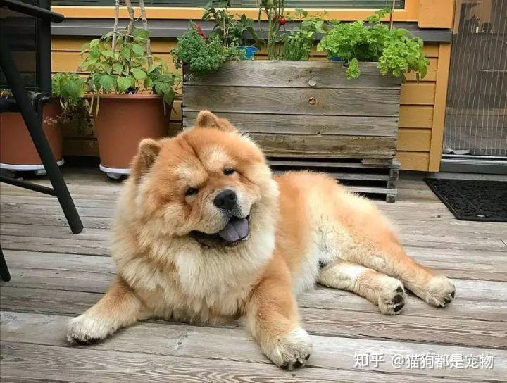 为啥越来越多人养松狮犬?养了才知道“真香”,再也不想换狗 - 知乎