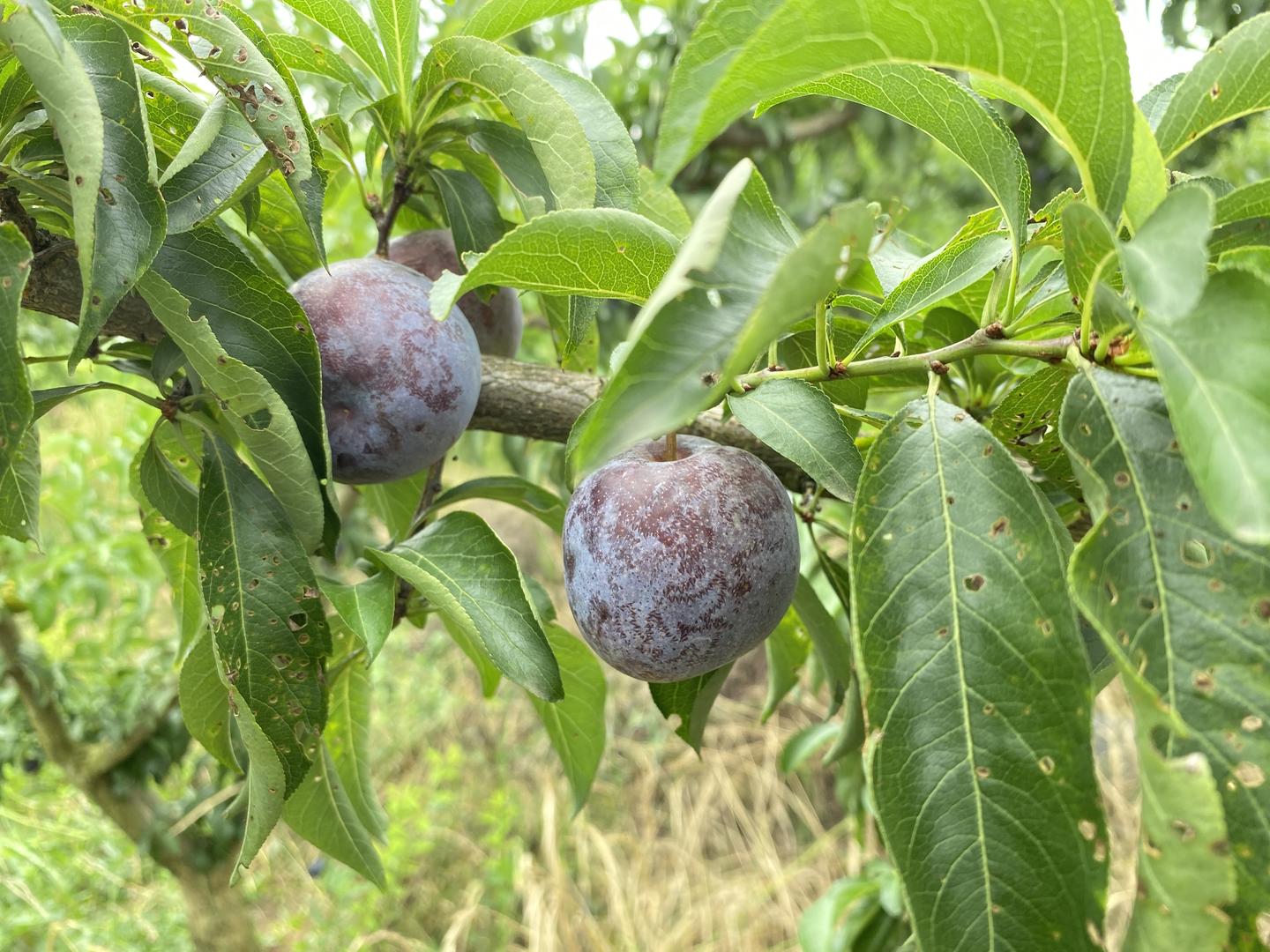 桃李李子苗基地脆紅李子苗的栽植時期和密度