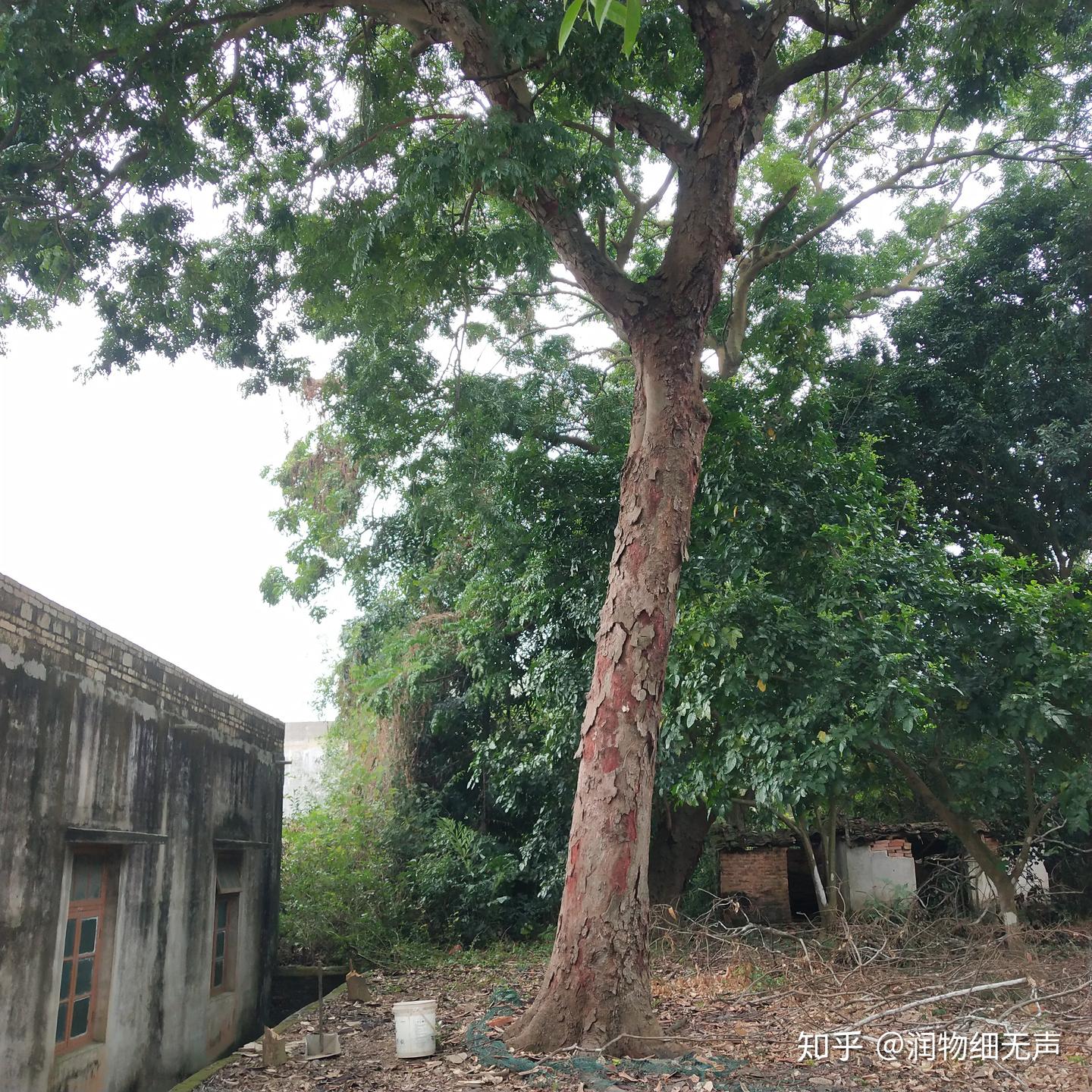 铁木树(格木的种植与管理技术) - 知乎