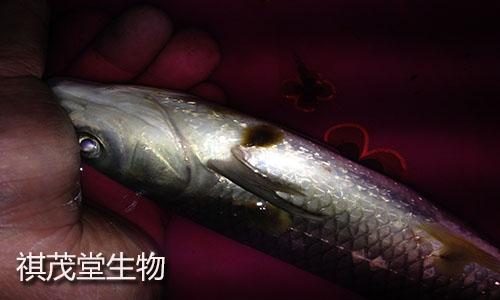鱼得了烂鳃病怎么办 鱼得了烂鳃病用什么药 治疗鱼烂鳃病的方法 知乎