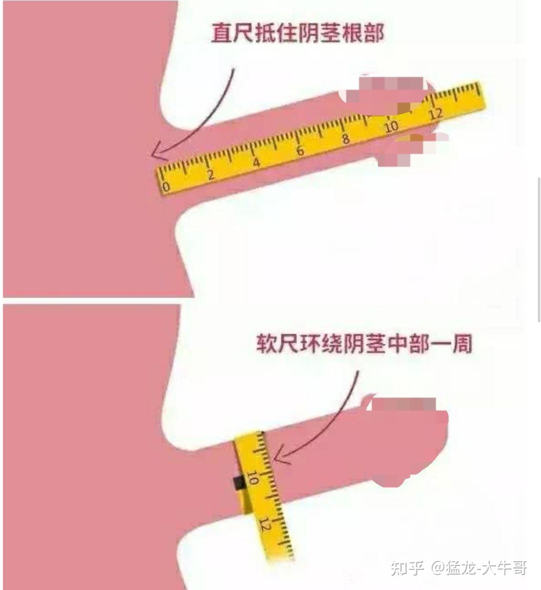 阴茎在什么年龄停止发育