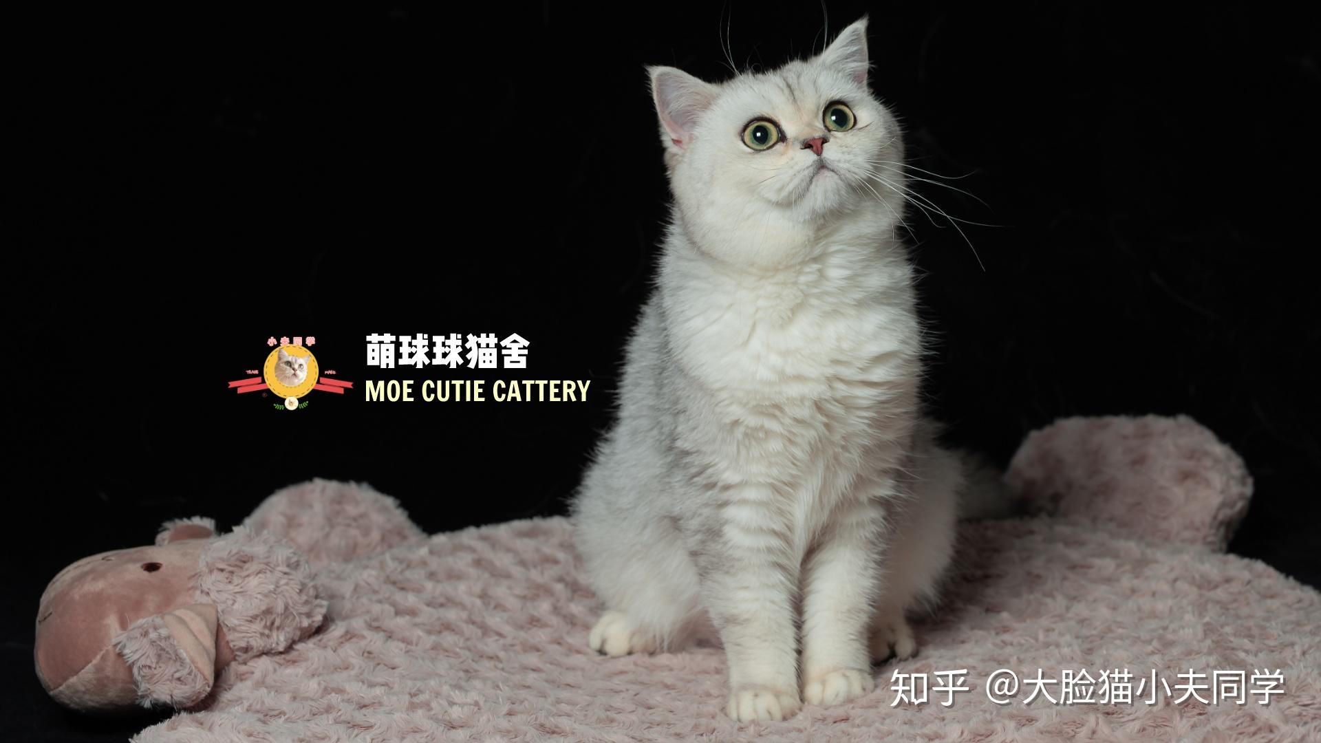 想买一只银渐层弟弟猫舍4个月的时候绝育送到新家长大了以后还能是个