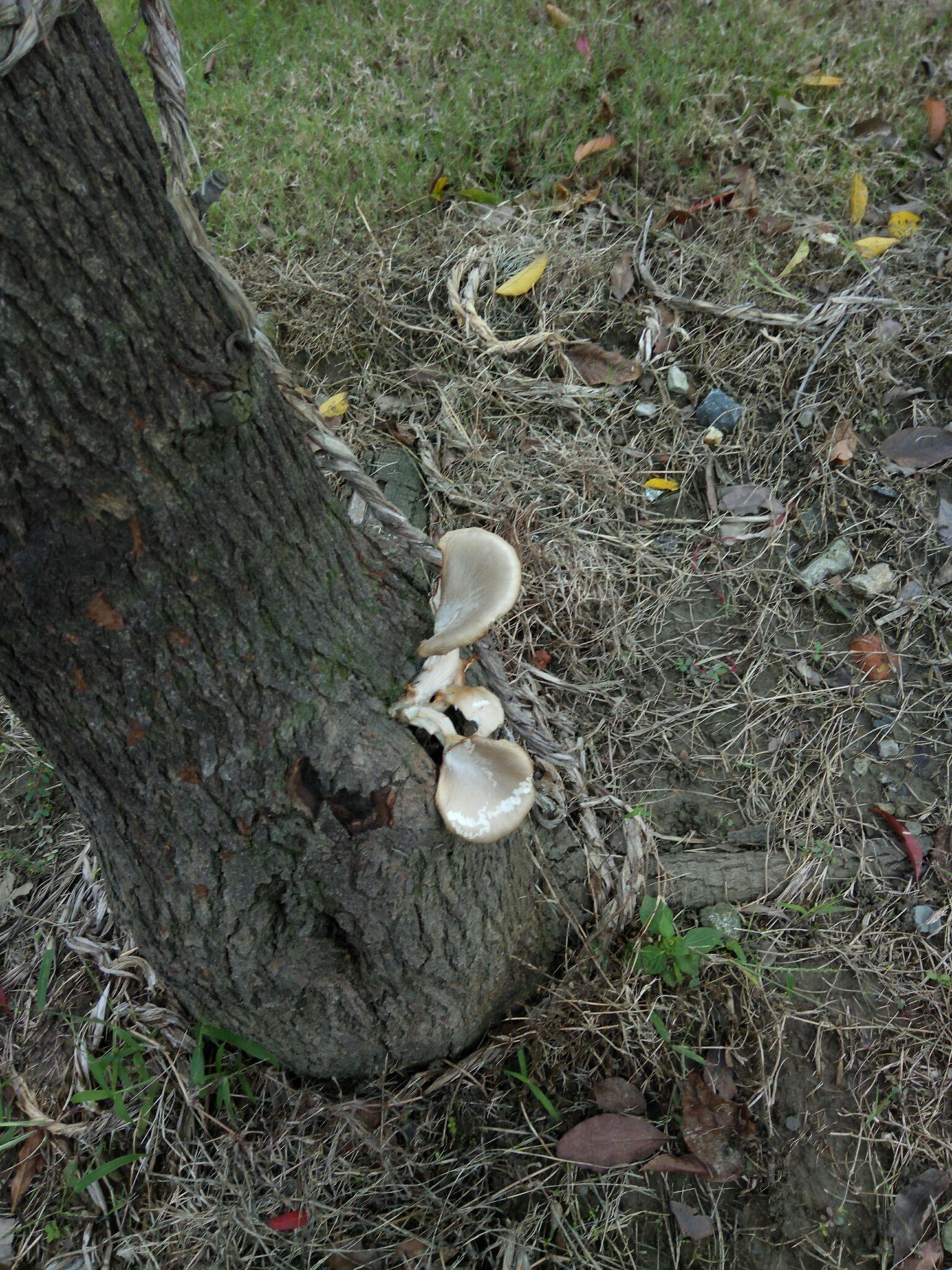东北蘑菇喇叭樟图片