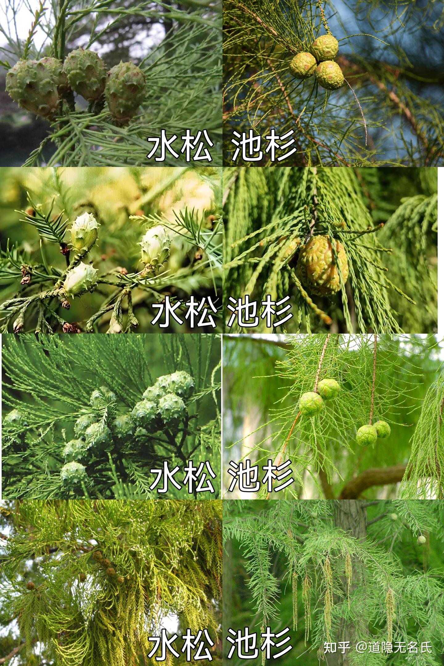 《山海经》建木的原型:水松 - 知乎