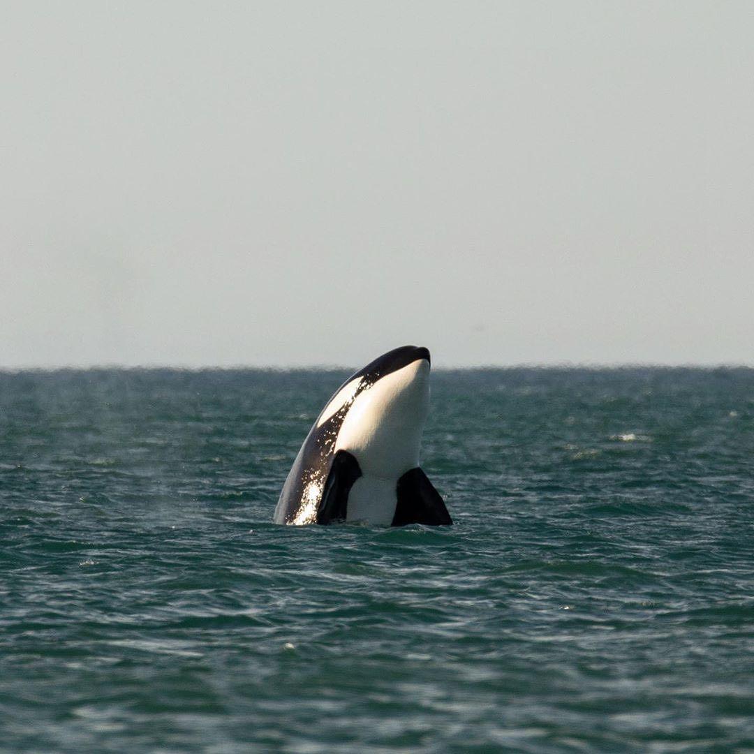 有什么好看的虎鲸图片