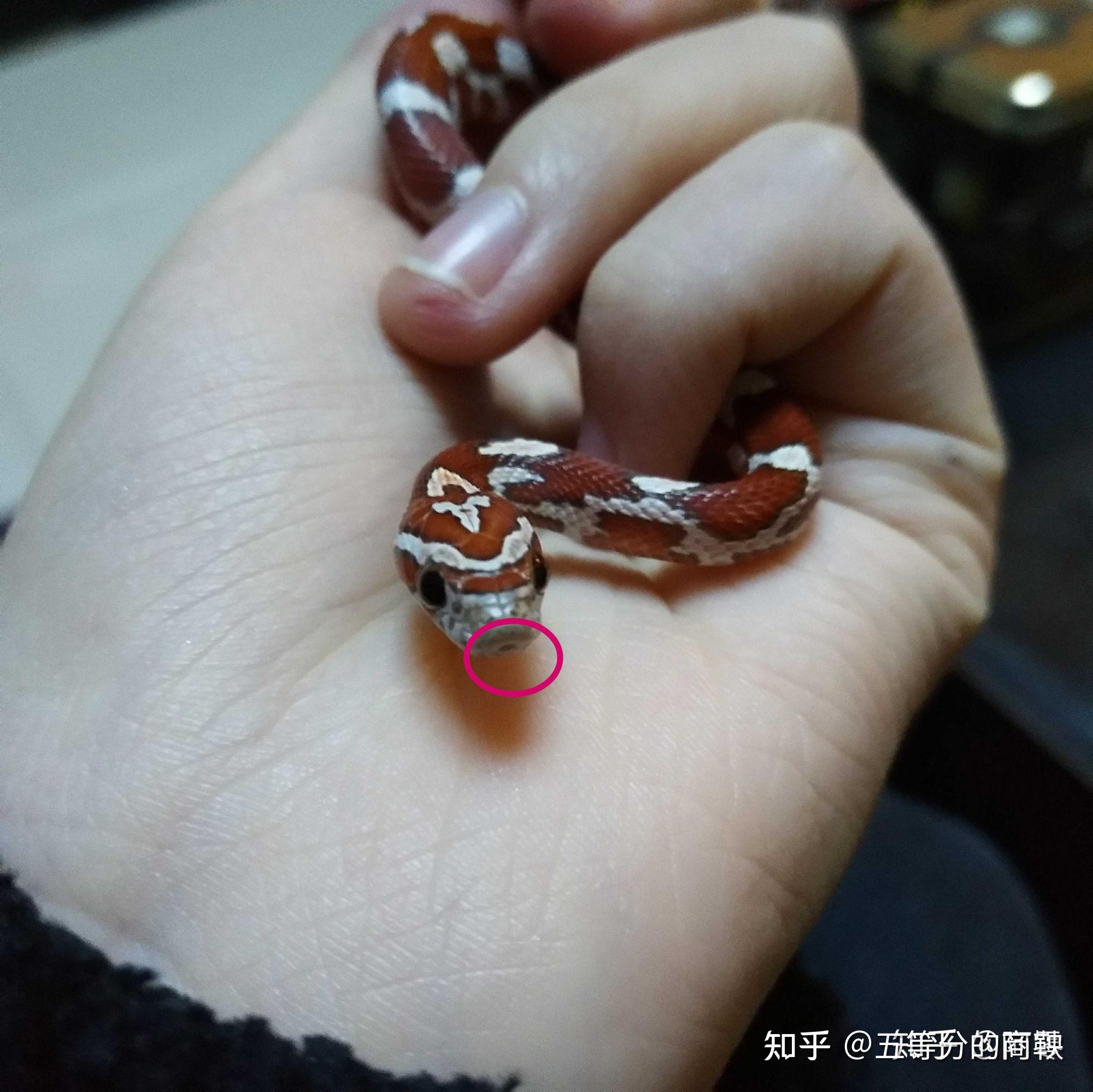 毒蛇会咬到自己的蛇信子吗是牙快还是信子快