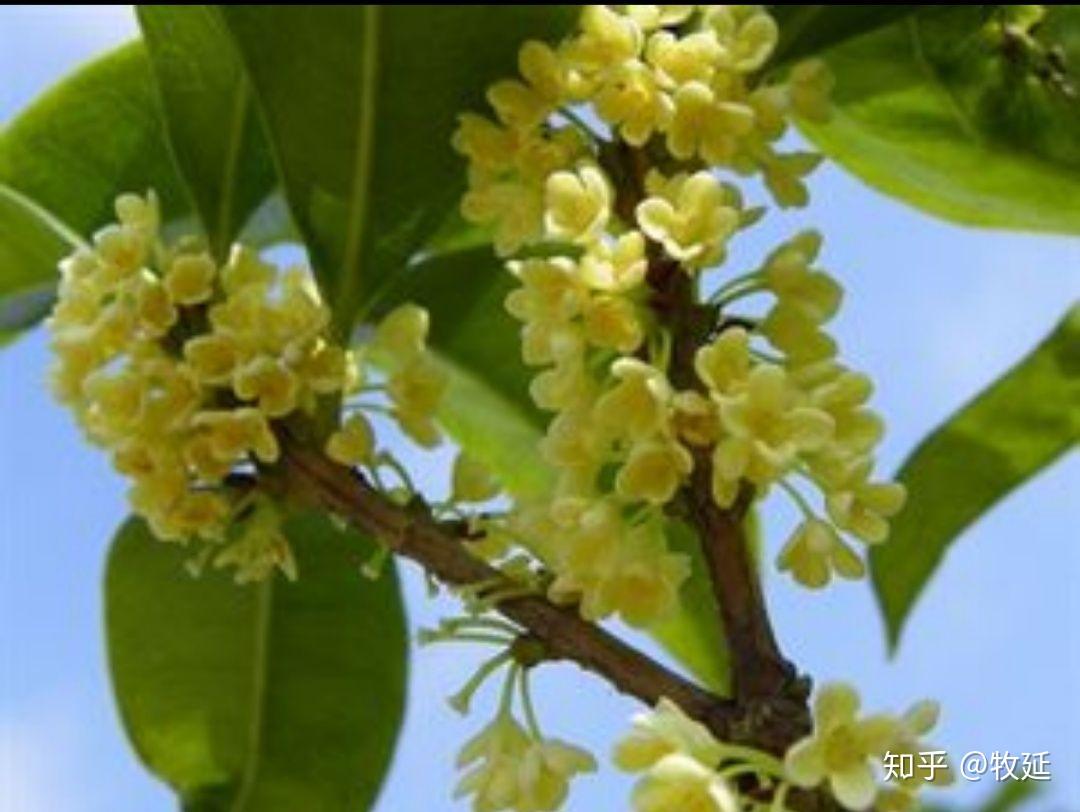 描写桂花的段落(描写桂花的段落150)