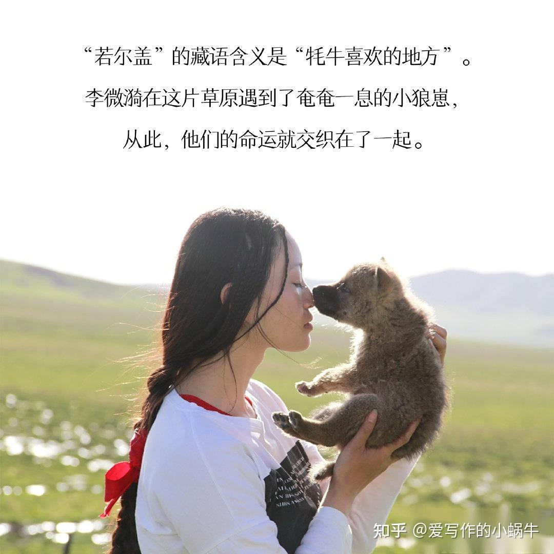 狼的高贵 - 知乎
