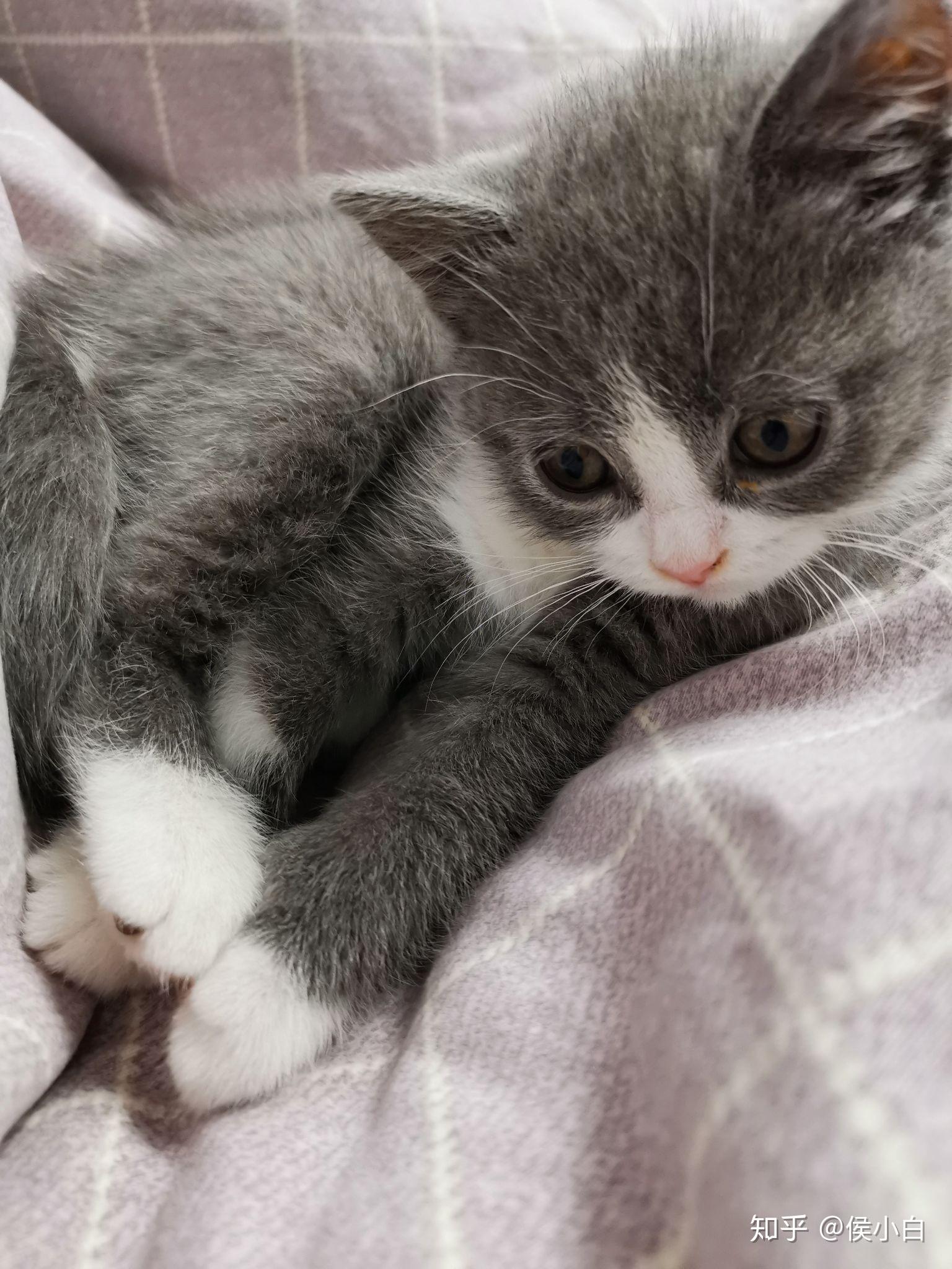 可以晒一下你家的白手套猫咪吗? - 知乎