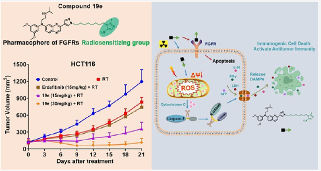【JMC】成都大学赵立峰/四川大学张力丹:双功能FGFR抑制剂联合放疗诱导焦亡,重塑免疫微环境实现强效抗肿瘤 - 知乎