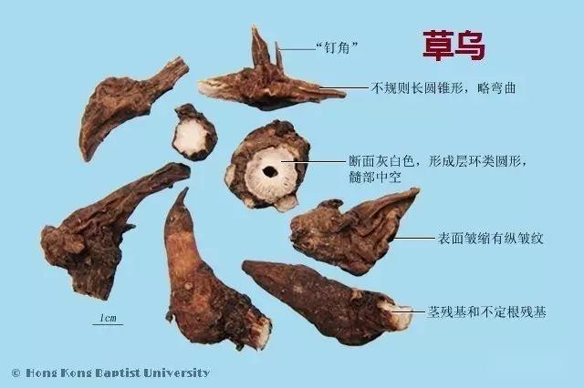 223个中药的鉴别图谱,图文注释 - 知乎