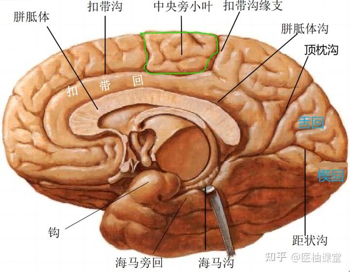 脑叶的功能解剖及病损表现 - 知乎