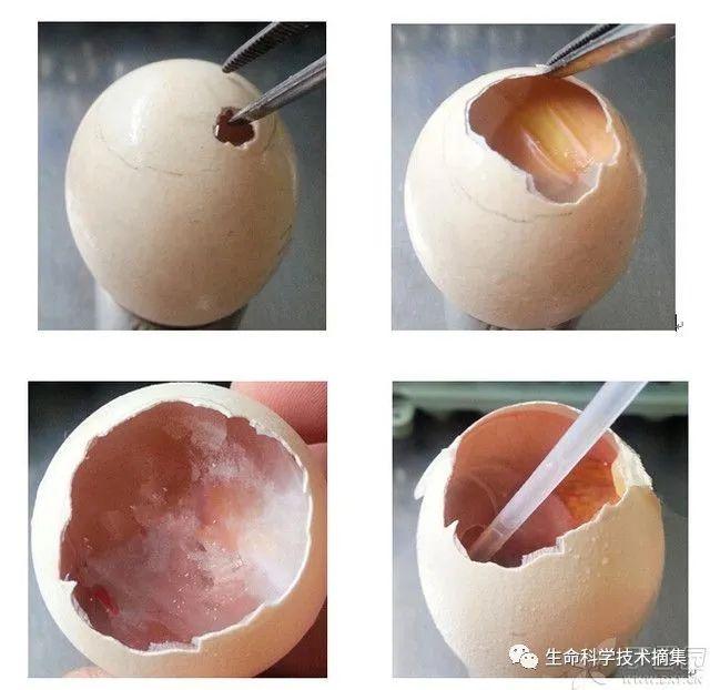 鸡胚培养法及血凝实验 - 知乎