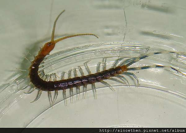 请问这是什么虫子…?