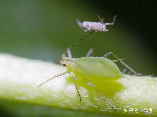 家庭养植花卉常见病虫害及其防治方法- 知乎