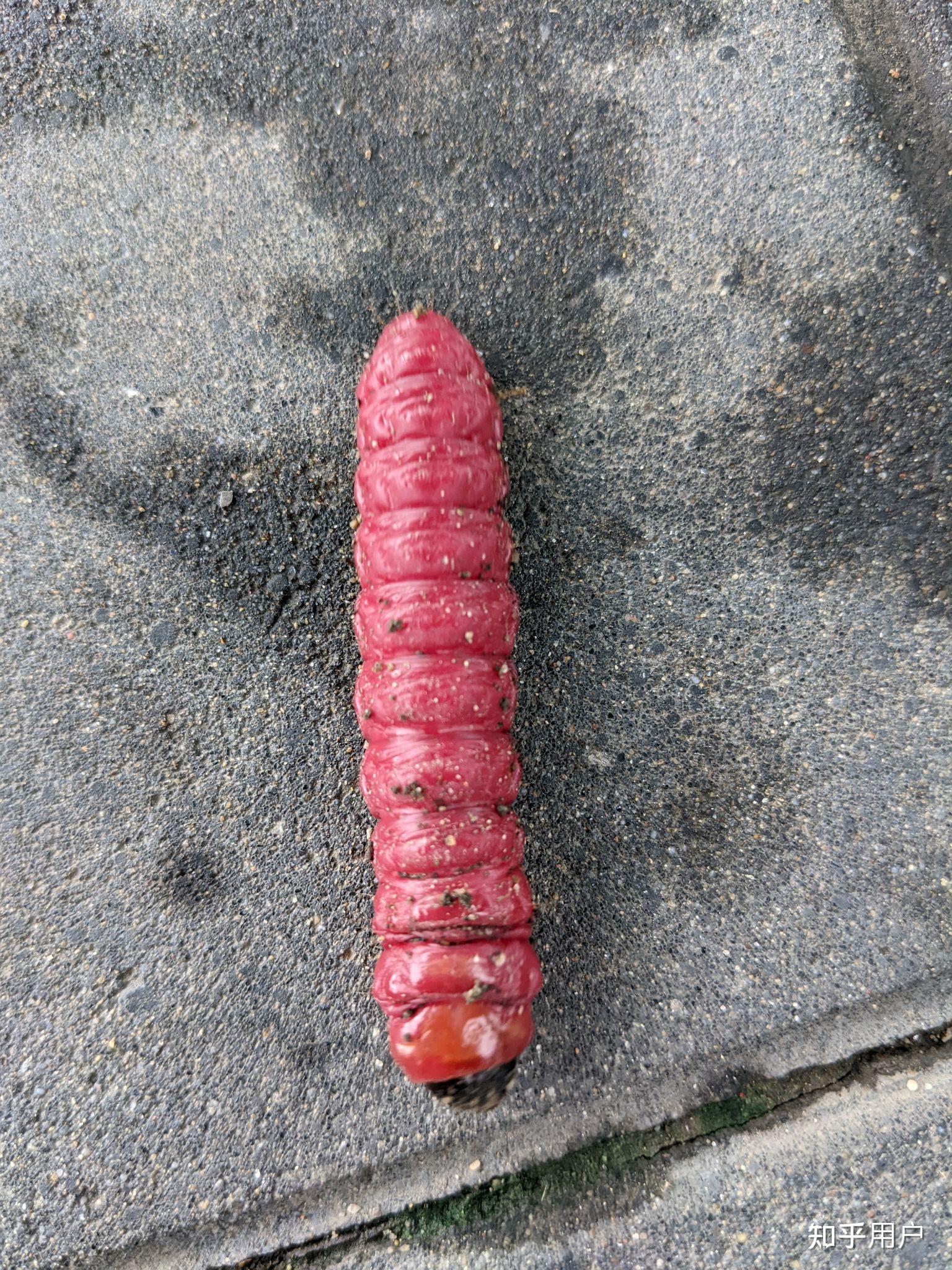这红色类似毛毛虫是什么虫子啊