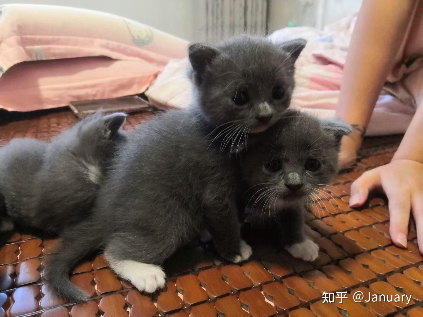 蓝猫和黑白配种到底会生出什么