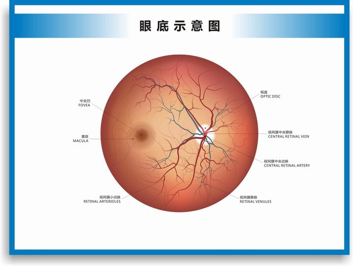 眼病听我说 眼底病是指影响眼球内部结构,特别是视网膜,视神经和血管