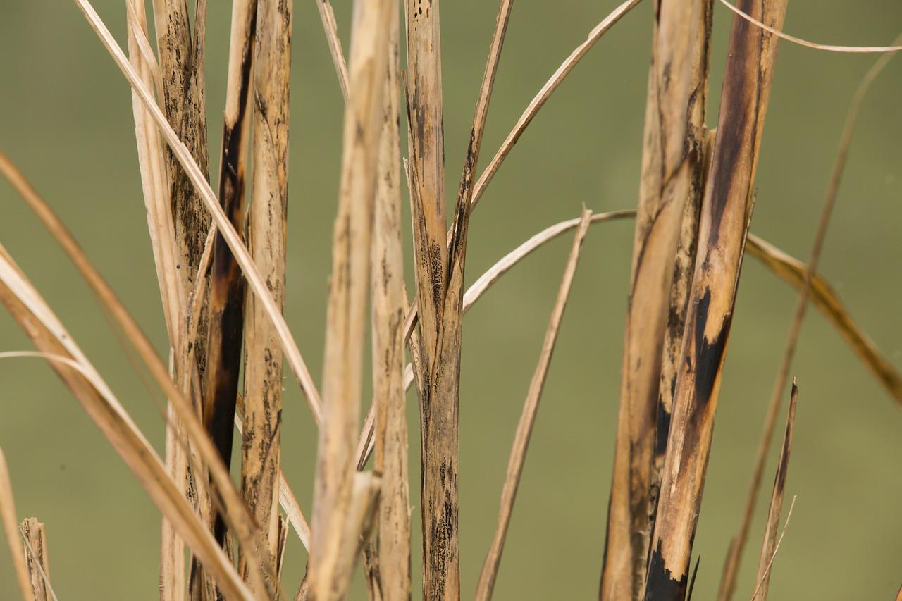 3. 治理白墙霉斑