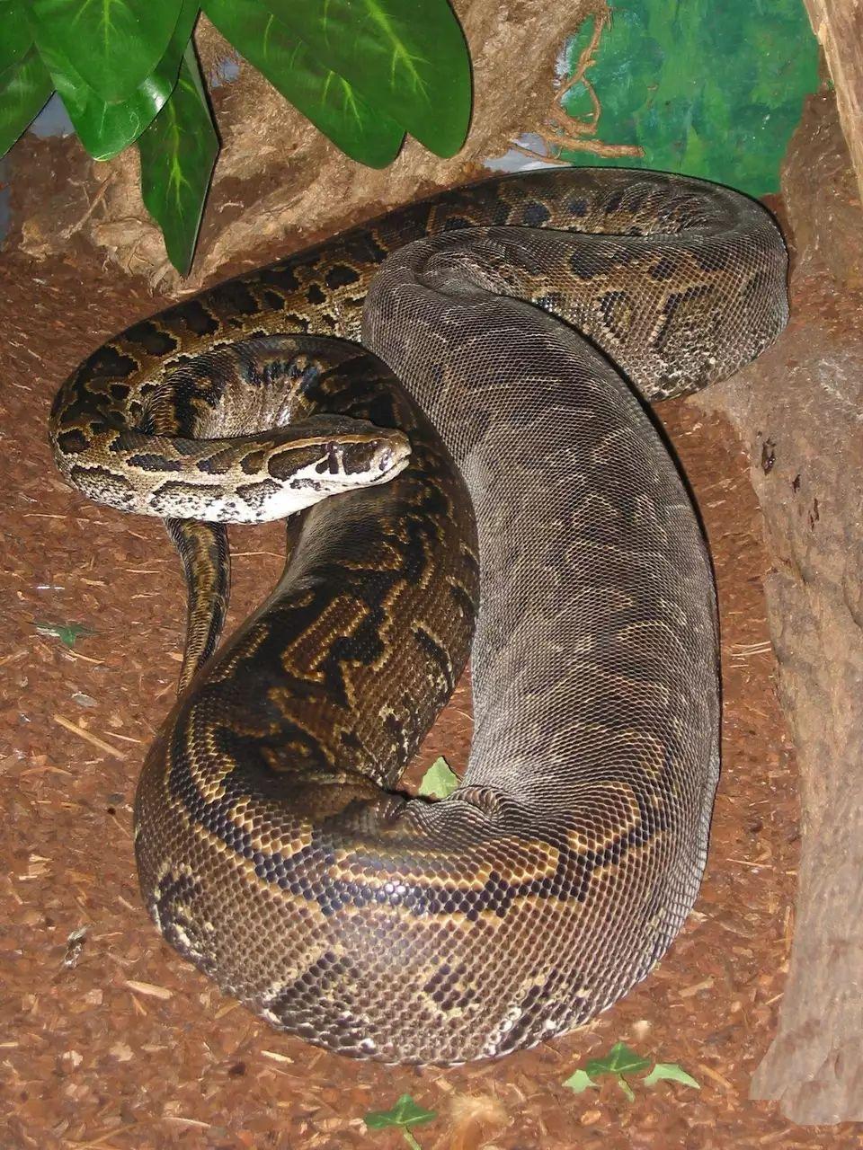 罗霄山原始森林蟒蛇图片