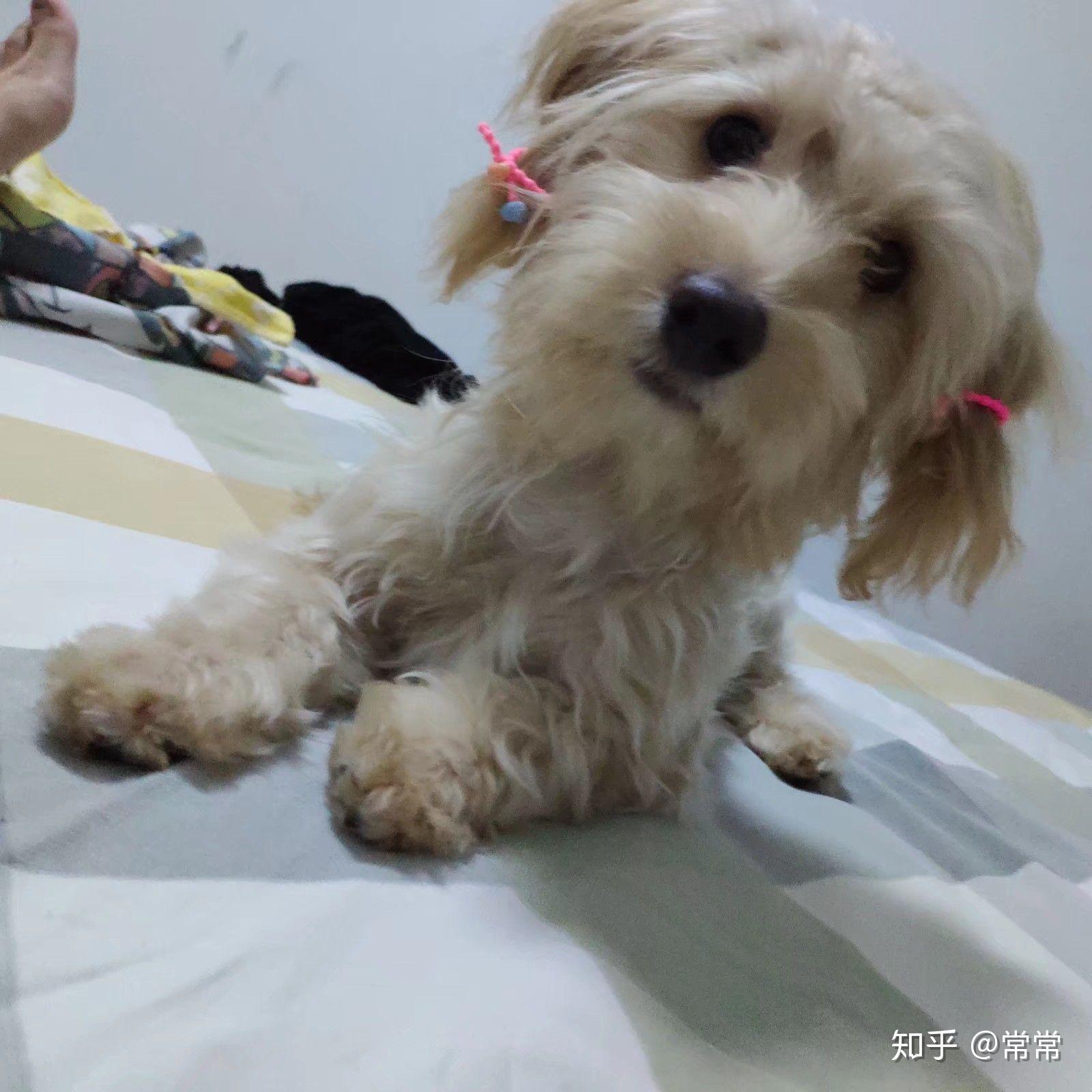 买了一只金毛和泰迪的串,很可爱,但是不知道长大会成什么样呢,大家