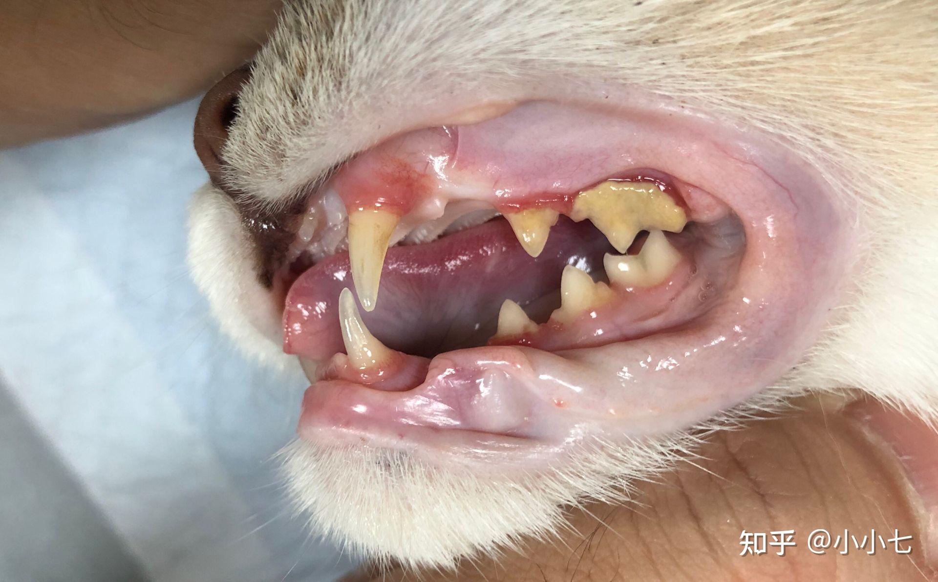 猫咪得了牙结石,有没有简单易行的治疗方法?