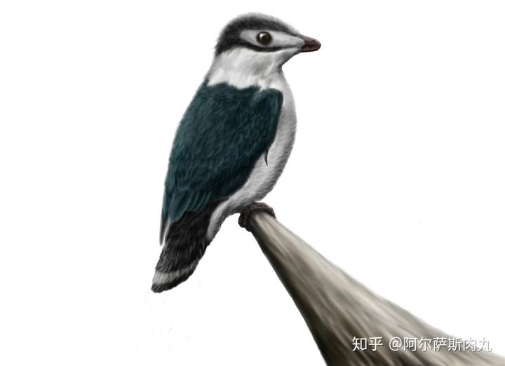 为什么大众仍然不接受鸟类源于恐龙？