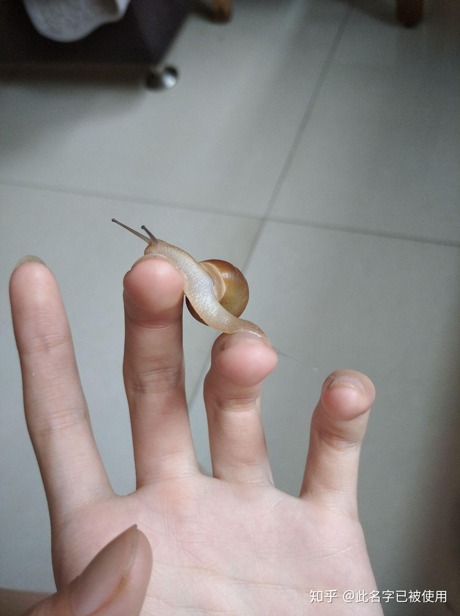 前两天看见一只蜗牛,很大,捡回来养,网上说蜗牛有毒,我好怕,有没有人