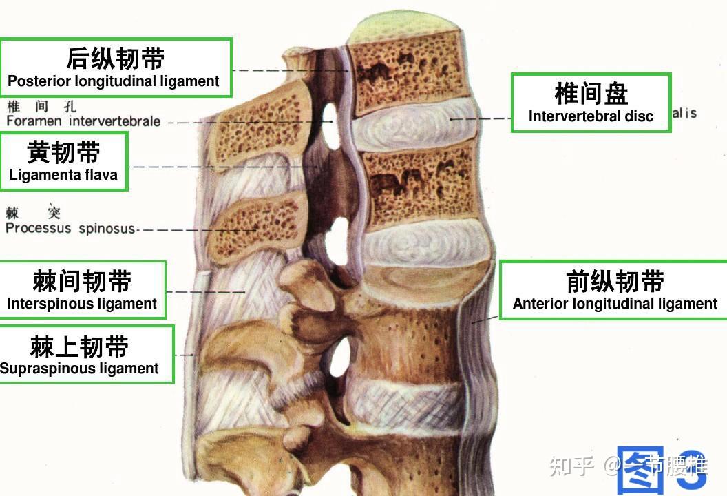 腰椎生理构造图 - 知乎