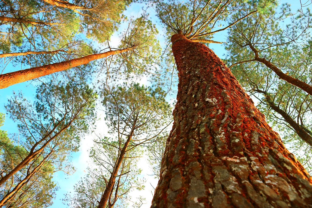 6. 厚薄树命名之谜