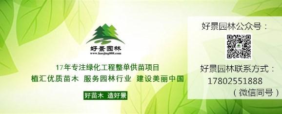 绿化小苗求购最新信息