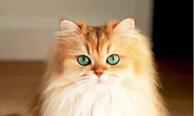猫咪特发性膀胱炎的诊断及治疗- 知乎