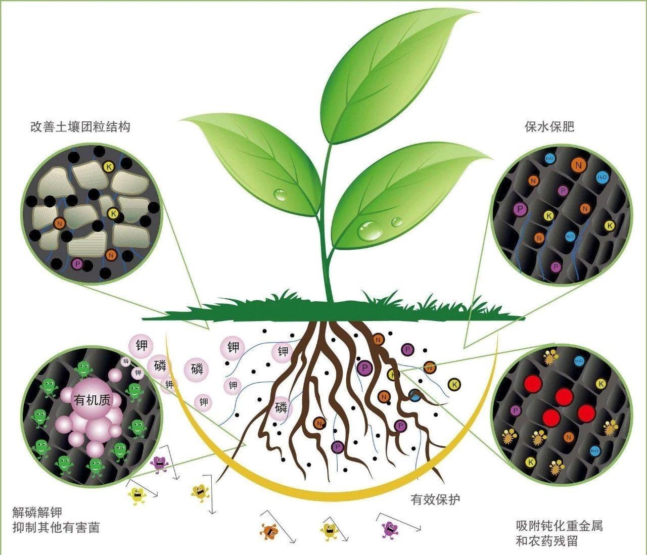 中国土壤分类及地带性分布、土壤腐殖质及其作用|中国_新浪新闻