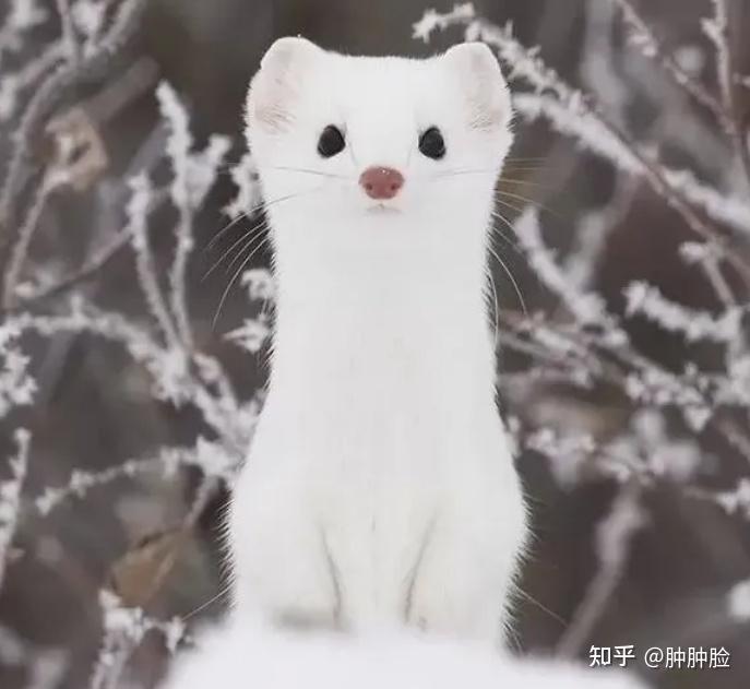 宠物貂有什么品种可以选择?